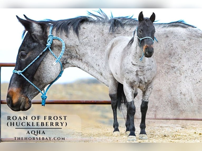 American Quarter Horse Gelding 12 years 14.3 hh Roan-Blue in Clearmont, WY