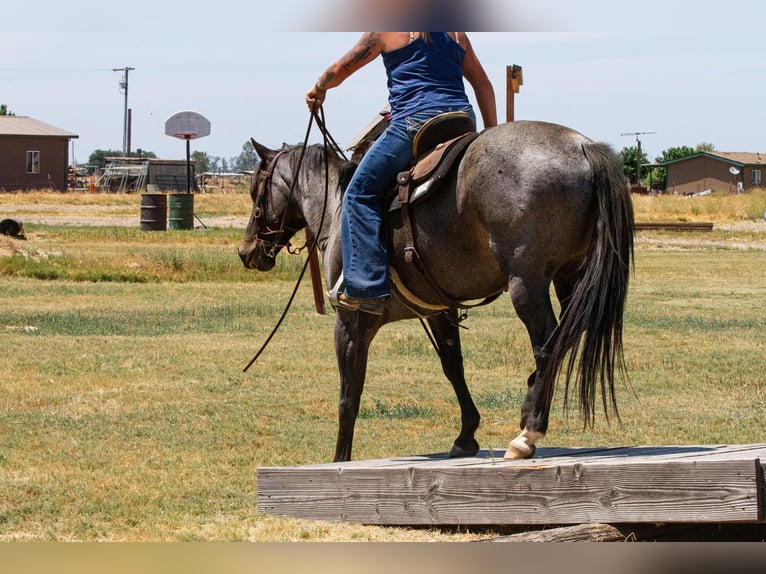 American Quarter Horse Gelding 12 years 14,3 hh Roan-Blue in Valley Springs CA