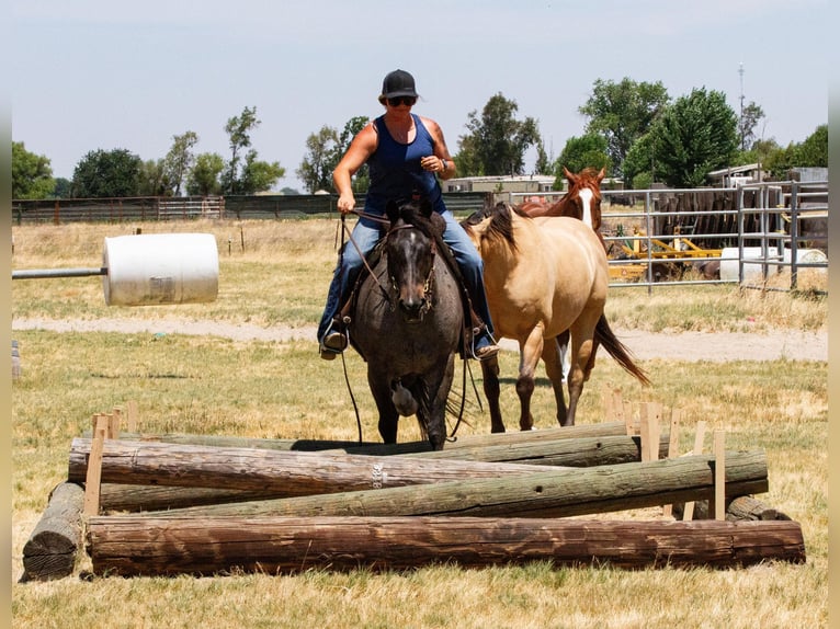 American Quarter Horse Gelding 12 years 14,3 hh Roan-Blue in Valley Springs CA