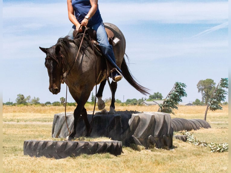 American Quarter Horse Gelding 12 years 14,3 hh Roan-Blue in Valley Springs CA