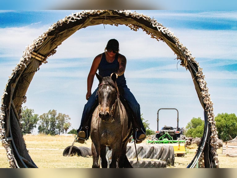 American Quarter Horse Gelding 12 years 14,3 hh Roan-Blue in Valley Springs CA