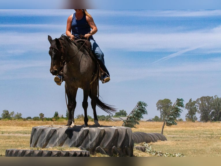 American Quarter Horse Gelding 12 years 14,3 hh Roan-Blue in Valley Springs CA