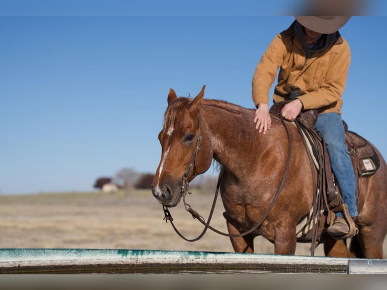 American Quarter Horse Gelding 12 years 14,3 hh Roan-Red in Marshall, MO