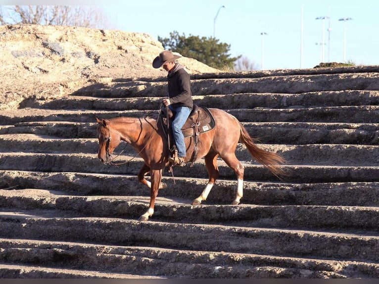 American Quarter Horse Gelding 12 years 14,3 hh Roan-Red in Marshall, MO