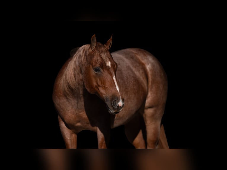 American Quarter Horse Gelding 12 years 14,3 hh Roan-Red in Marshall, MO