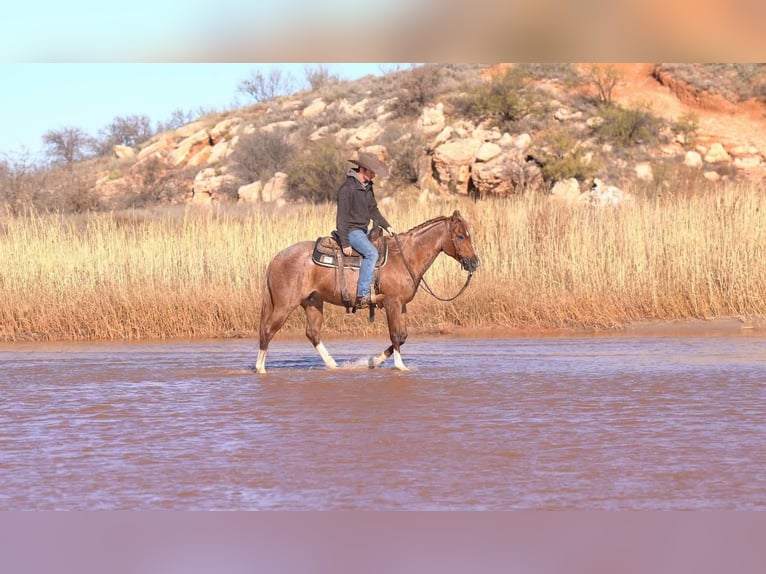 American Quarter Horse Gelding 12 years 14,3 hh Roan-Red in Marshall, MO