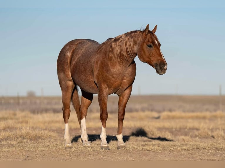 American Quarter Horse Gelding 12 years 14,3 hh Roan-Red in Marshall, MO