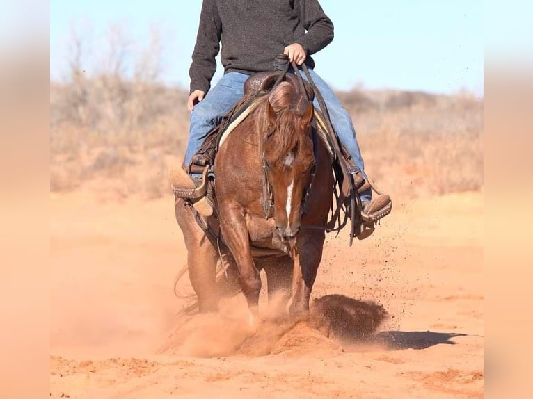 American Quarter Horse Gelding 12 years 14,3 hh Roan-Red in Marshall, MO