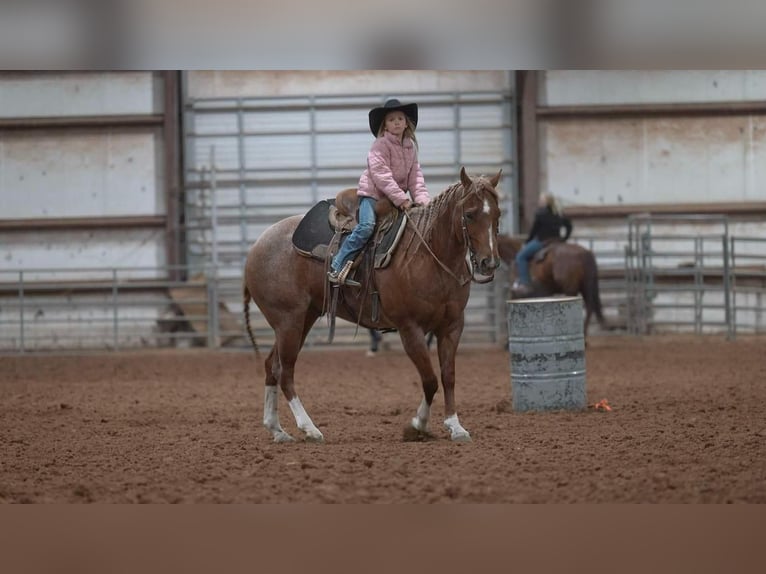 American Quarter Horse Gelding 12 years 14,3 hh Roan-Red in Marshall, MO