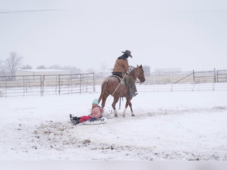 American Quarter Horse Gelding 12 years 14,3 hh Roan-Red in Marshall, MO