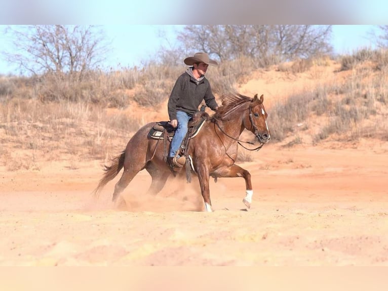 American Quarter Horse Gelding 12 years 14,3 hh Roan-Red in Marshall, MO