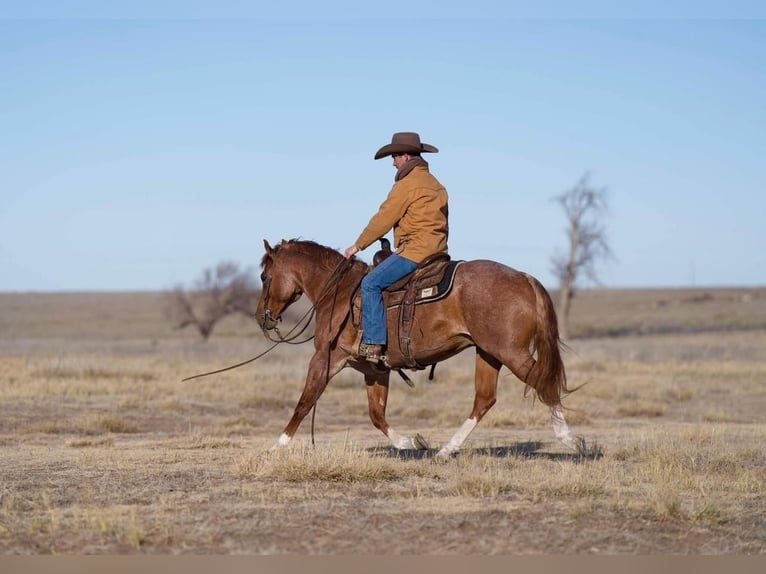 American Quarter Horse Gelding 12 years 14,3 hh Roan-Red in Marshall, MO