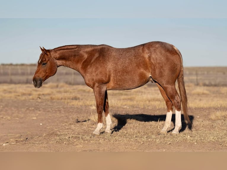 American Quarter Horse Gelding 12 years 14,3 hh Roan-Red in Marshall, MO