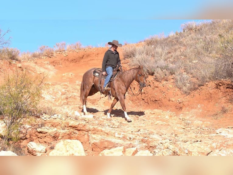 American Quarter Horse Gelding 12 years 14,3 hh Roan-Red in Marshall, MO