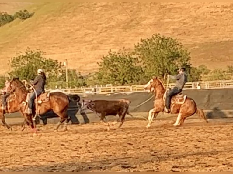 American Quarter Horse Gelding 12 years 14,3 hh Roan-Red in Victoria, TX