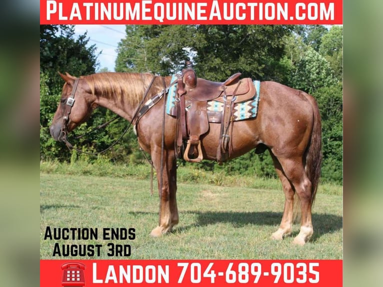 American Quarter Horse Gelding 12 years 14.3 hh Roan-Red in Cherryville NC