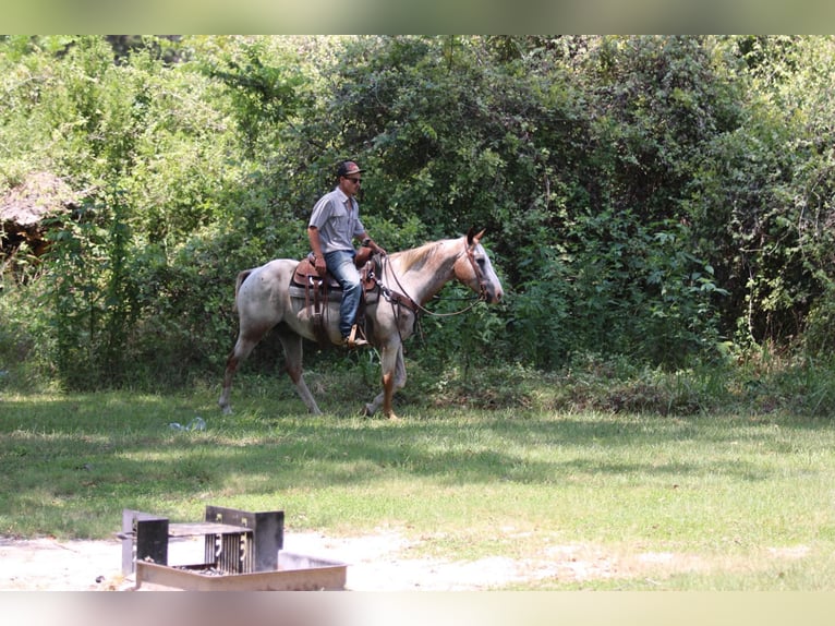 American Quarter Horse Gelding 12 years 14,3 hh Roan-Red in Stephenville TX