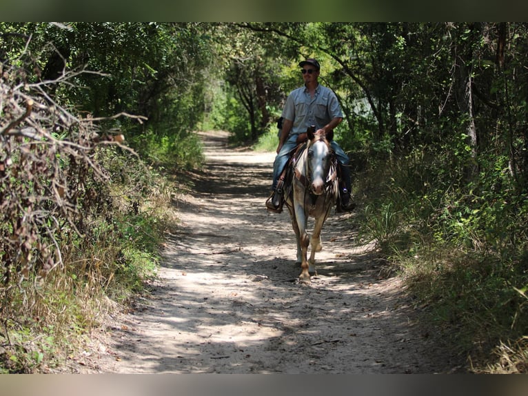 American Quarter Horse Gelding 12 years 14,3 hh Roan-Red in Stephenville TX