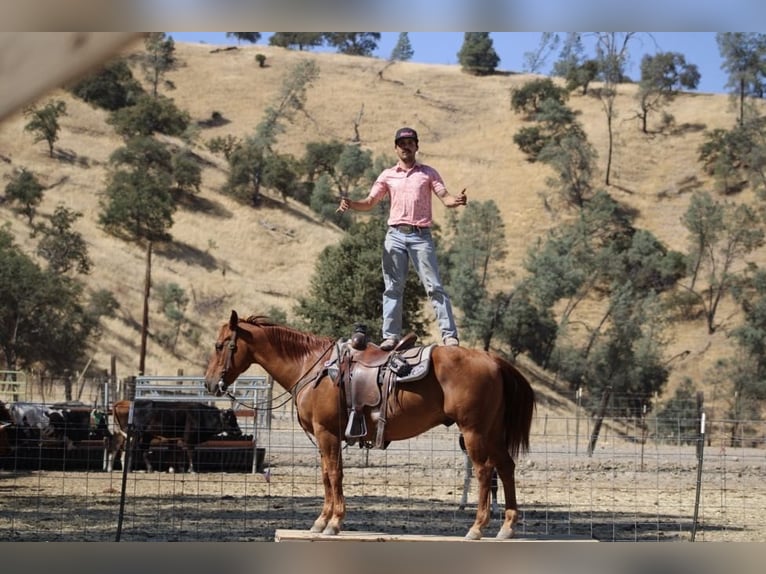 American Quarter Horse Gelding 12 years 14,3 hh Sorrel in Paicines, CA