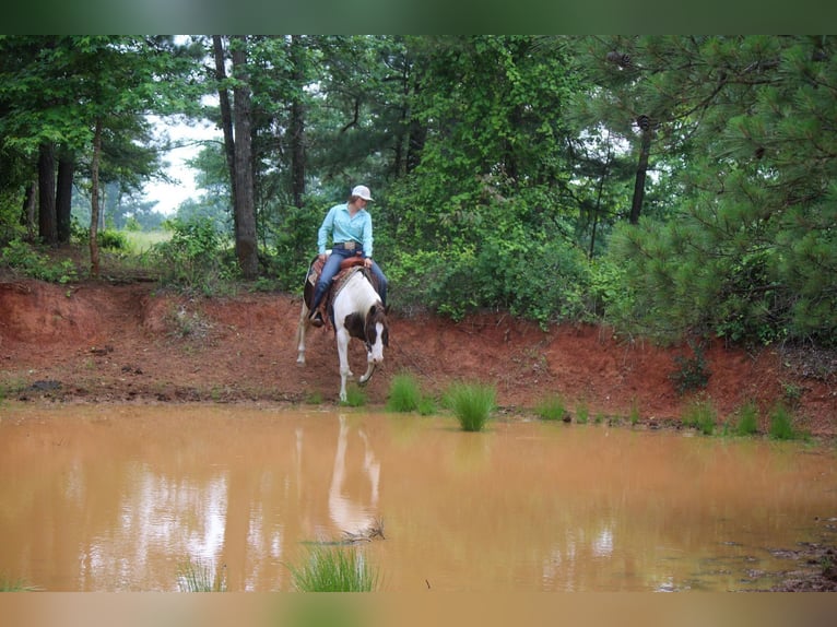American Quarter Horse Gelding 12 years 14,3 hh Tobiano-all-colors in Rusk TX