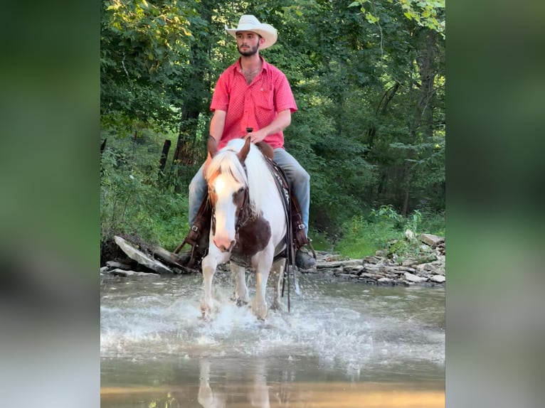 American Quarter Horse Gelding 12 years 14,3 hh Tobiano-all-colors in Brooksville KY