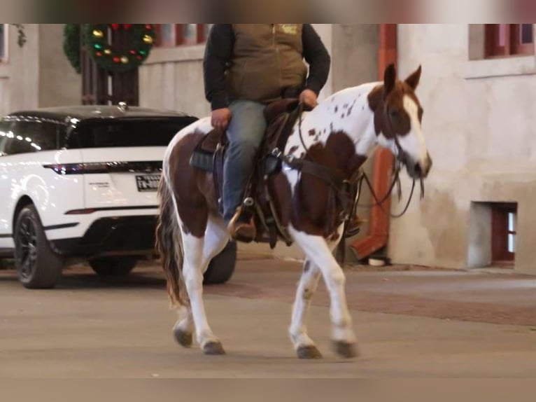 American Quarter Horse Gelding 12 years 14,3 hh Tobiano-all-colors in Lipan TX