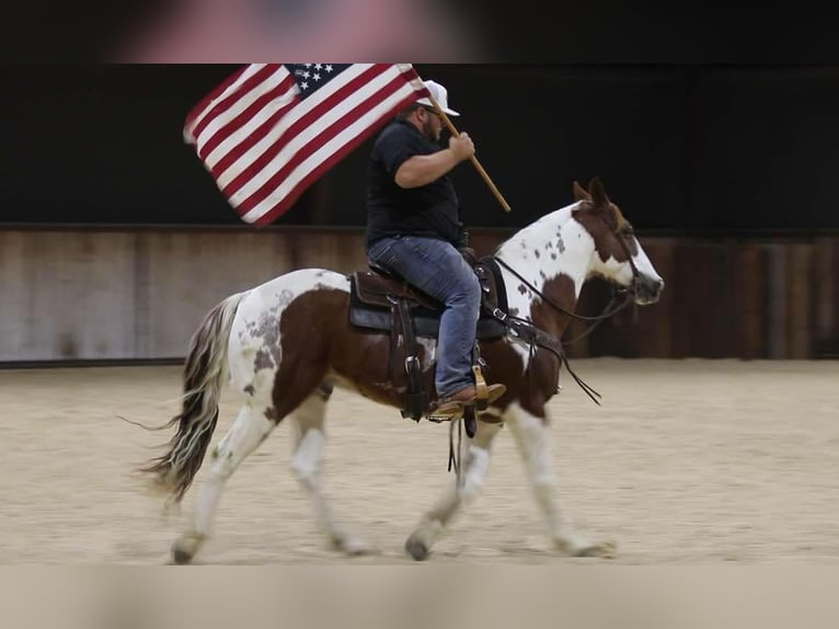 American Quarter Horse Gelding 12 years 14,3 hh Tobiano-all-colors in Lipan TX