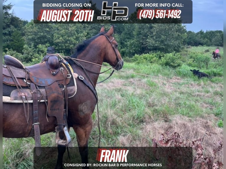 American Quarter Horse Gelding 12 years 14 hh Bay in Ozark, Arkansas