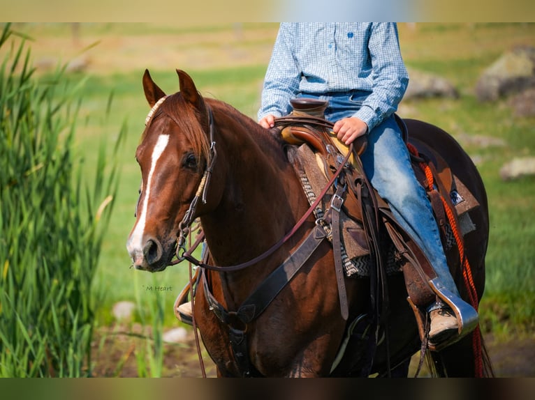 American Quarter Horse Gelding 12 years 14 hh Chestnut in Saint Anthony