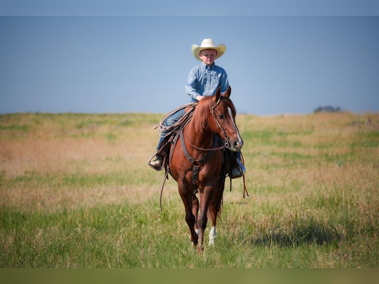 American Quarter Horse Gelding 12 years 14 hh Chestnut in Saint Anthony