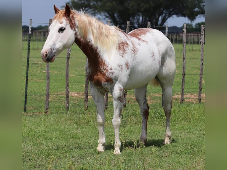 American Quarter Horse Gelding 12 years 14 hh Overo-all-colors in Lipan TX