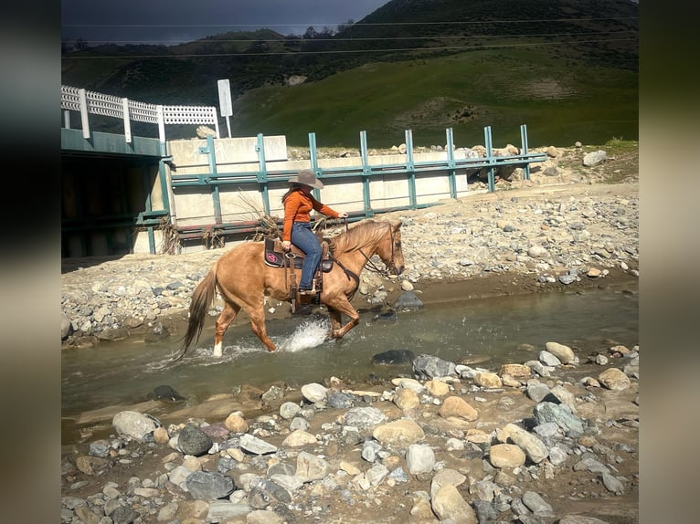 American Quarter Horse Gelding 12 years 14 hh Palomino in Paicines CA