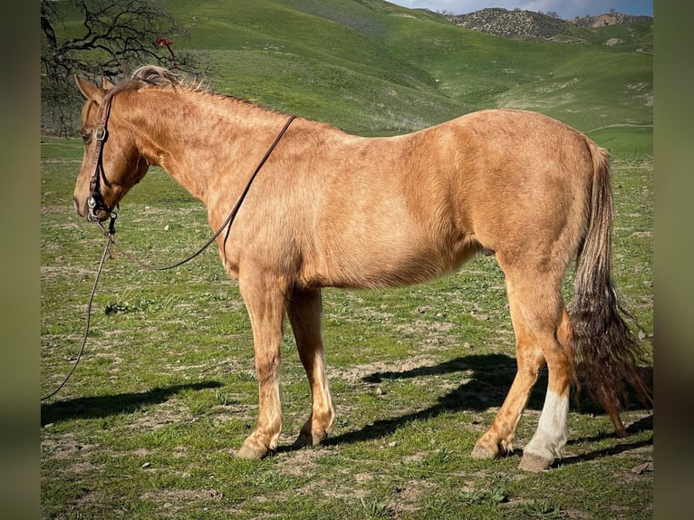 American Quarter Horse Gelding 12 years 14 hh Palomino in Paicines CA