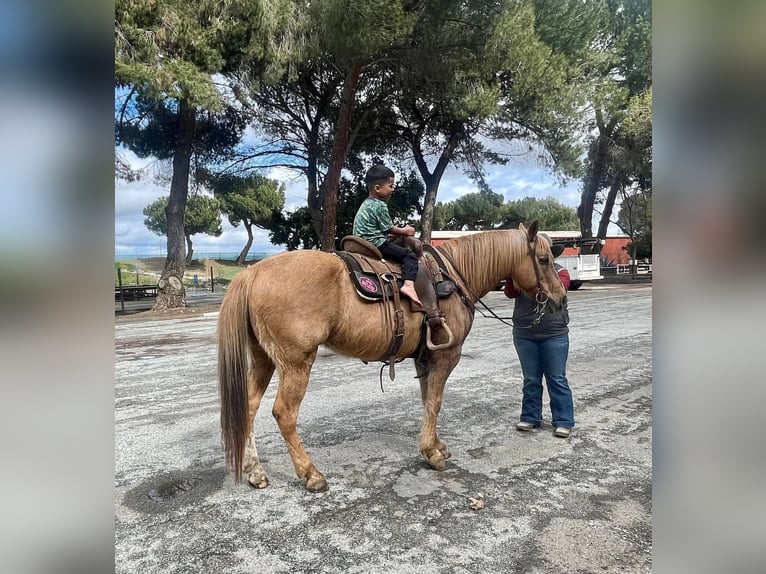 American Quarter Horse Gelding 12 years 14 hh Palomino in Paicines CA