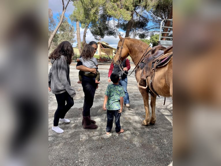 American Quarter Horse Gelding 12 years 14 hh Palomino in Paicines CA