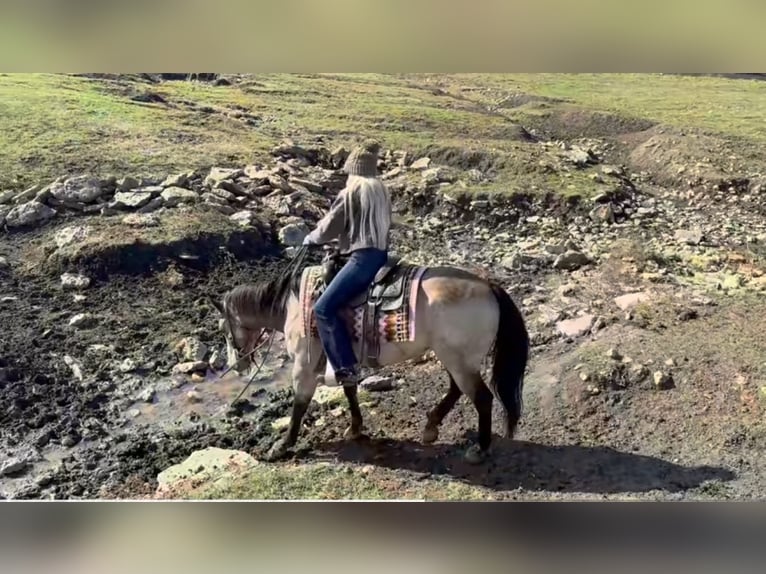 American Quarter Horse Gelding 12 years 14,1 hh Buckskin in Granbury, TX