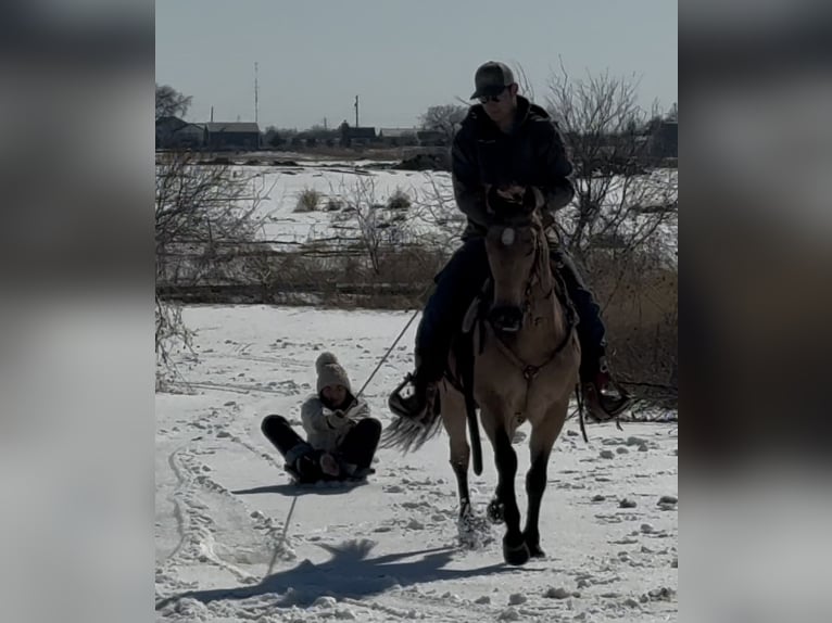 American Quarter Horse Gelding 12 years 14,1 hh Buckskin in Ponder