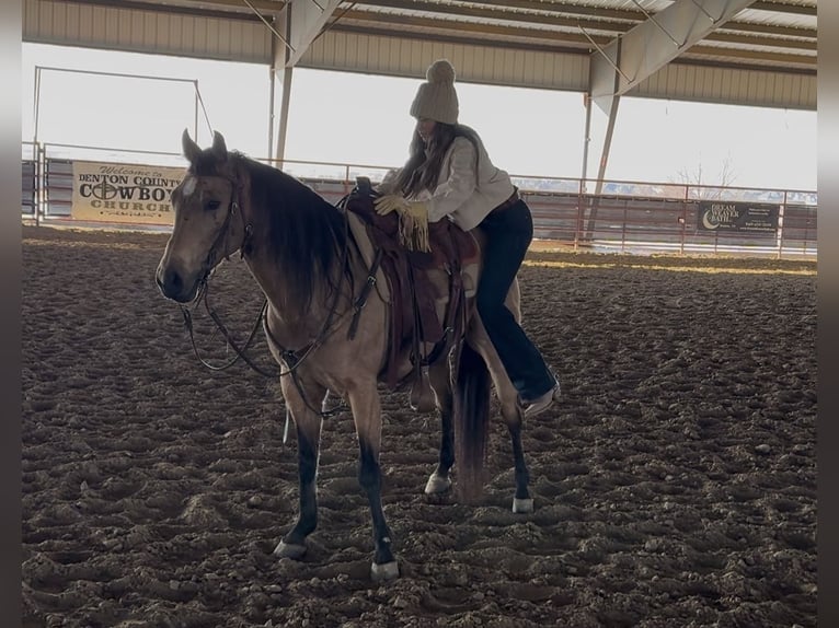 American Quarter Horse Gelding 12 years 14,1 hh Buckskin in Ponder