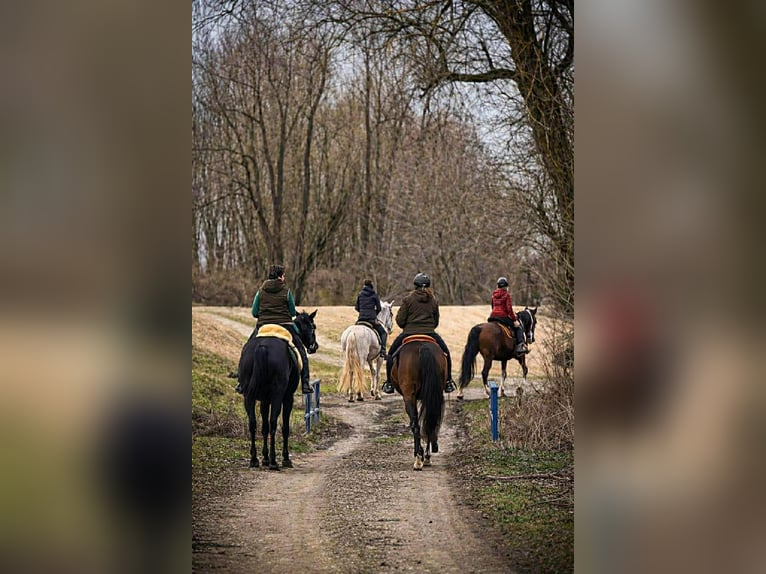 American Quarter Horse Gelding 12 years 14,2 hh Bay-Dark in Pilsting
