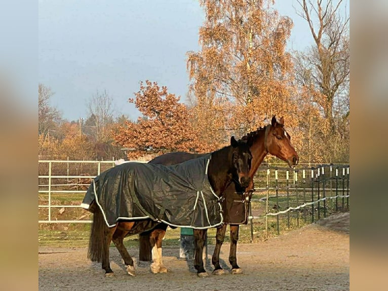 American Quarter Horse Gelding 12 years 14,2 hh Bay-Dark in Pilsting