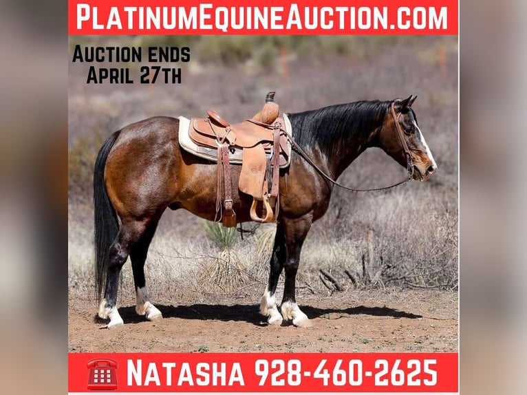 American Quarter Horse Gelding 12 years 14,2 hh Bay in Camp Verde AZ