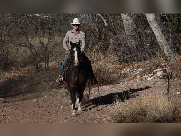American Quarter Horse Gelding 12 years 14,2 hh Bay in Camp Verde AZ