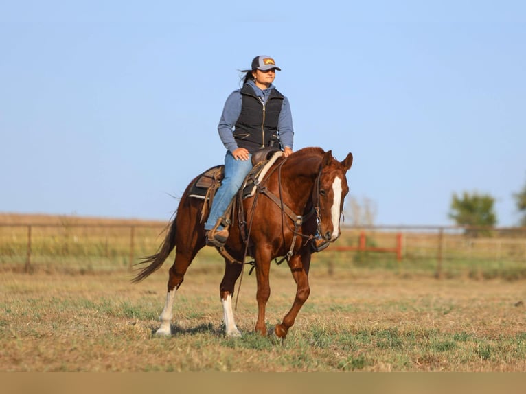 American Quarter Horse Gelding 12 years 14,2 hh Chestnut in Granbury tx