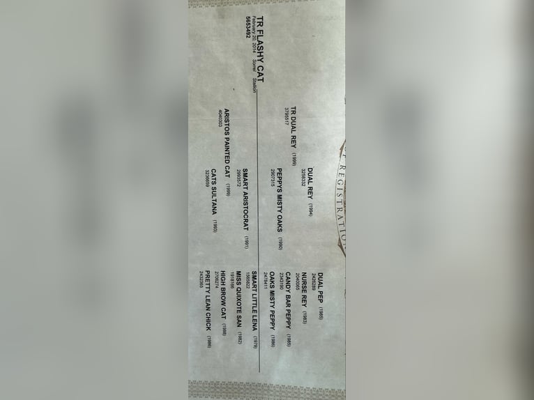 American Quarter Horse Gelding 12 years 14,2 hh Chestnut in Granbury tx