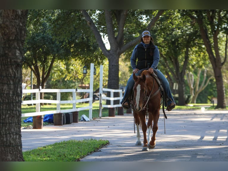 American Quarter Horse Gelding 12 years 14,2 hh Chestnut in Granbury tx