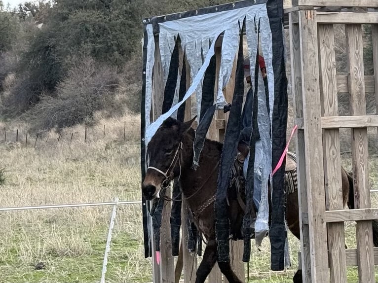 American Quarter Horse Gelding 12 years 14,2 hh Grullo in Paicines CA