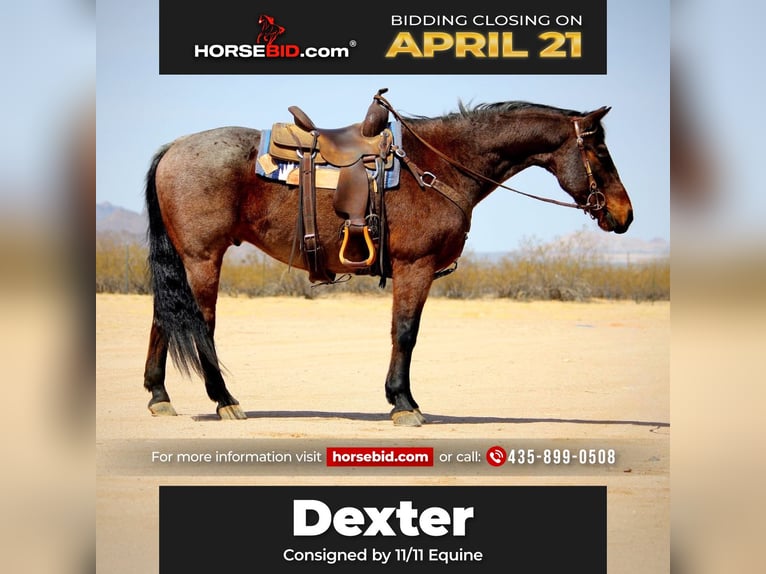 American Quarter Horse Gelding 12 years 14,2 hh in Marana, AZ