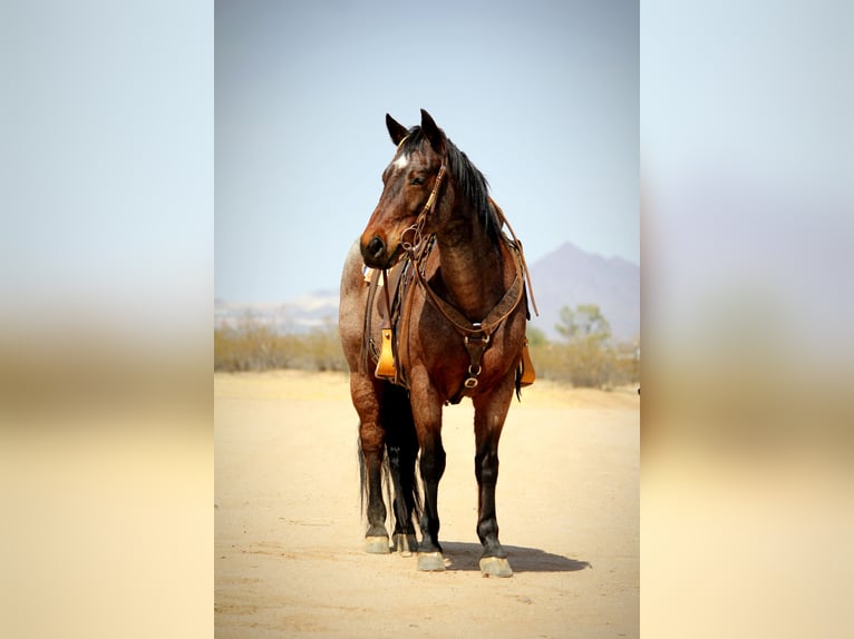 American Quarter Horse Gelding 12 years 14,2 hh in Marana, AZ