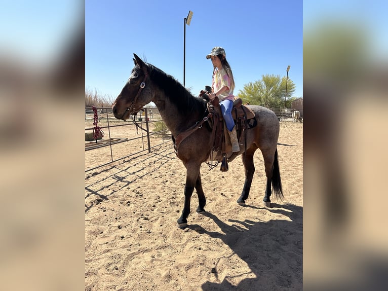 American Quarter Horse Gelding 12 years 14,2 hh in Marana, AZ