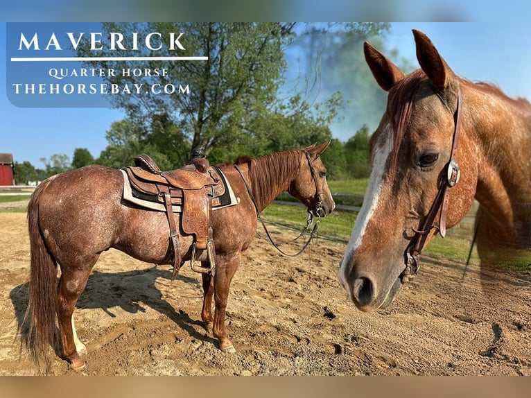American Quarter Horse Gelding 12 years 14,2 hh Roan-Red in Hudson, OH